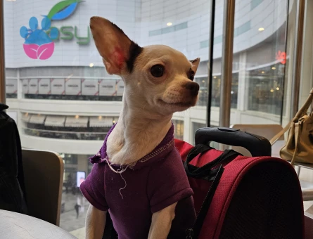 4 Yaşında "0" Numara Chihuahua kızıma eş arıyorum (2.5 KG)