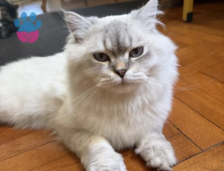 British Shorthair 1 Yaşında Eş Arıyor - 118984228