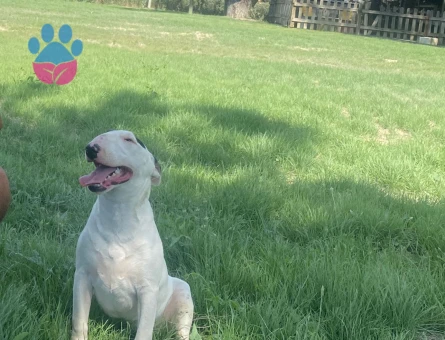 İngiliz Staffordshire Bull Terrier 2 Yaşında