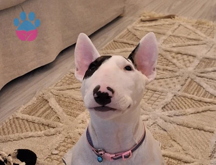 İngiliz Staffordshire Bull Terrier 2 Yaşında