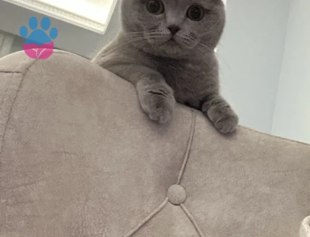 British Shorthair 2 Yaşında Eş Arıyor - 118984230