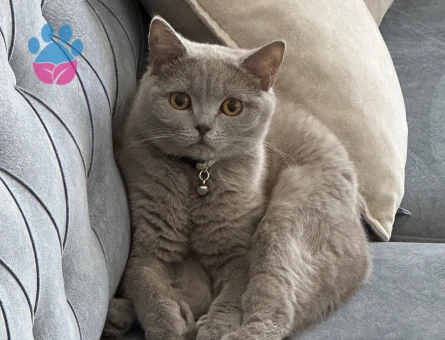 British Shorthair 2 Yaşında Eş Arıyor