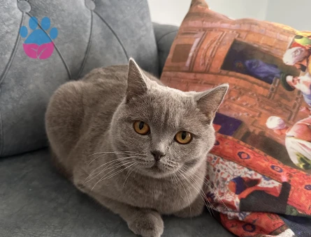 British Shorthair 2 Yaşında Eş Arıyor