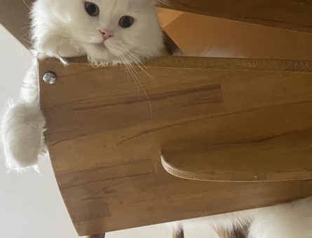 1 Yaşında British Longhair Erkek - 118970406
