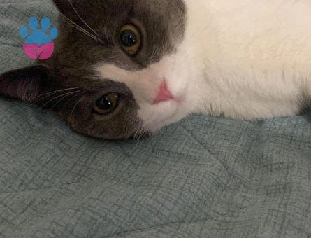 British Shorthair Erkek Kedime Eş Arıyorum
