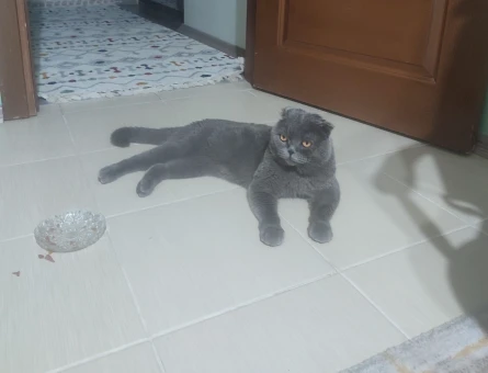 Scottish Fold Marsımiza eş arıyoruz - 118970418