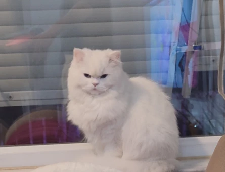 1.5 yaşında British longhair dişi - 118970420