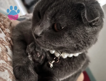 Kızıma eş arıyorum