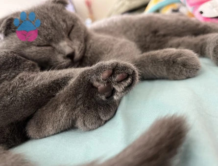 Kızıma eş arıyorum