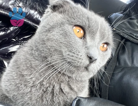 Kızıma eş arıyorum