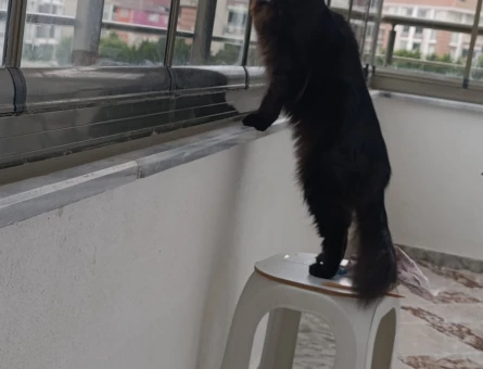 Dişi Maine coon kedime eş arıyorum - 118984515