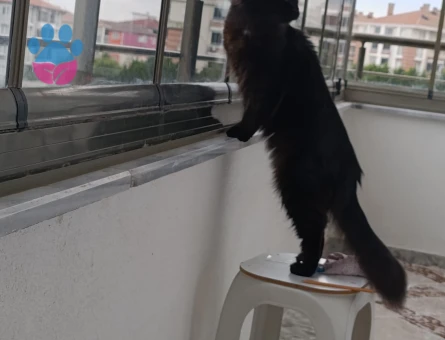 Dişi Maine coon kedime eş arıyorum