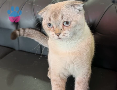 Scottish Fold Oğluma Dişi Arıyoruz