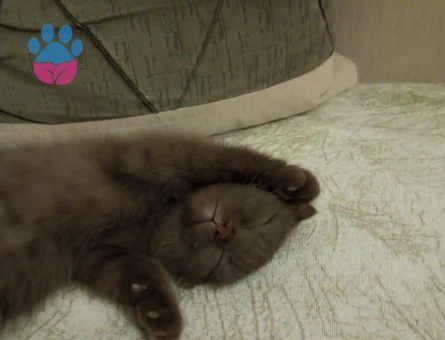 Scottish Fold Kedim Dişi Eş Arıyor