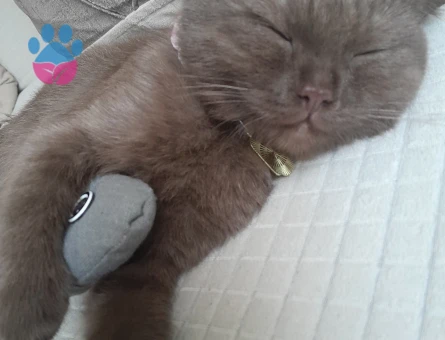 Scottish Fold Kedim Dişi Eş Arıyor