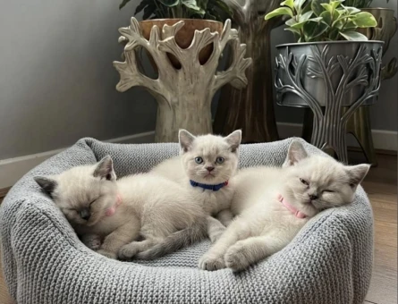 British Shorthair  Dişi ve Erkek - 5337