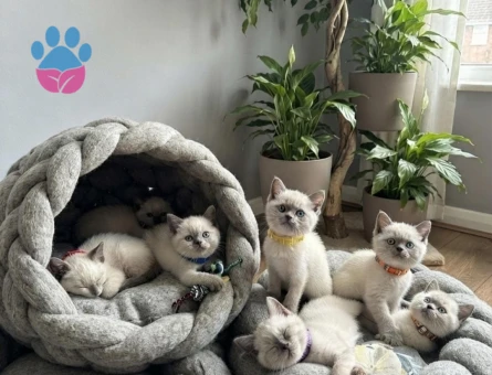 British Shorthair  Dişi ve Erkek