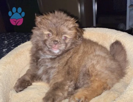Pomeranian Boo Kızıma Acil Eş Arıyorum