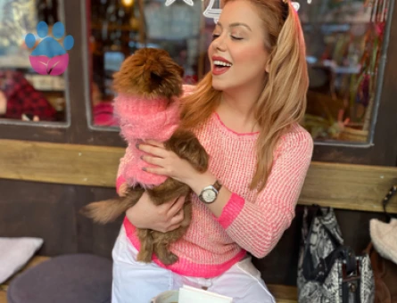 Pomeranian Boo Kızıma Acil Eş Arıyorum