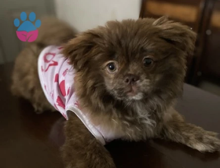 Pomeranian Boo Kızıma Acil Eş Arıyorum