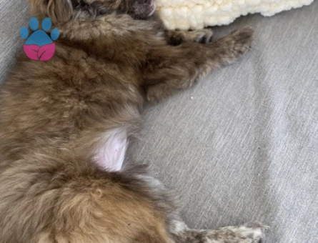 Pomeranian Boo Kızıma Acil Eş Arıyorum