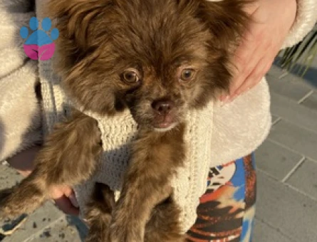 Pomeranian Boo Kızıma Acil Eş Arıyorum
