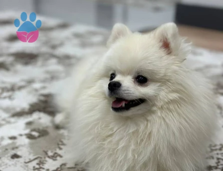 Poomeranian Boo Leo Eş Arıyor