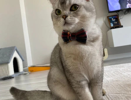 British Shorthair Kızgınlıkta Eş Arıyor - 118970959