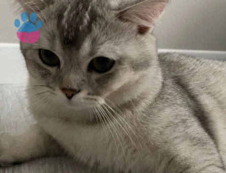 British Shorthair Kızgınlıkta Eş Arıyor