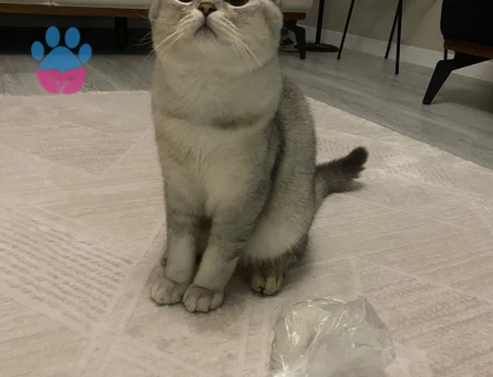 British Shorthair Kızgınlıkta Eş Arıyor
