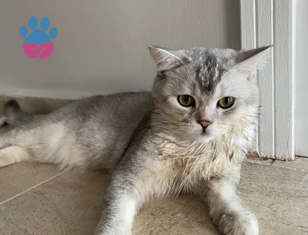 British Shorthair Kızgınlıkta Eş Arıyor