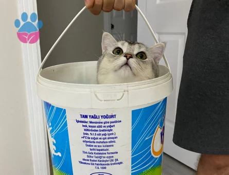 British Shorthair Kızgınlıkta Eş Arıyor