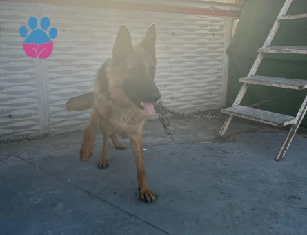 köpeğimize eş arıyoruz