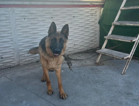 köpeğimize eş arıyoruz - 118979121