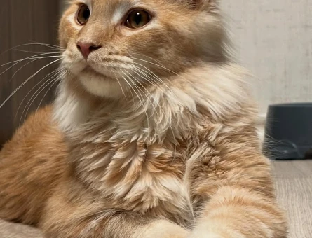 Secereli Maincoon erkek - 118979125