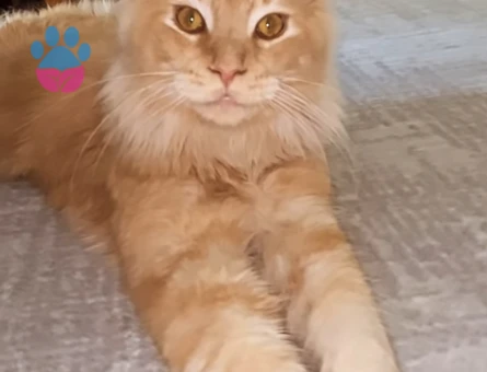 Secereli Maincoon erkek