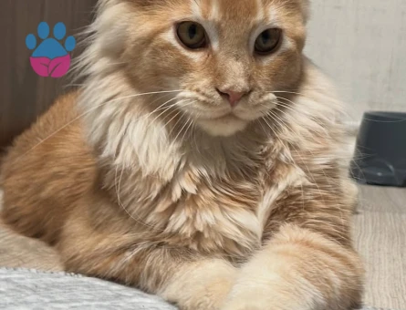 Secereli Maincoon erkek