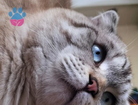 scottish fold blue point erkek kedime eş ariyorum