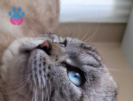 scottish fold blue point erkek kedime eş ariyorum