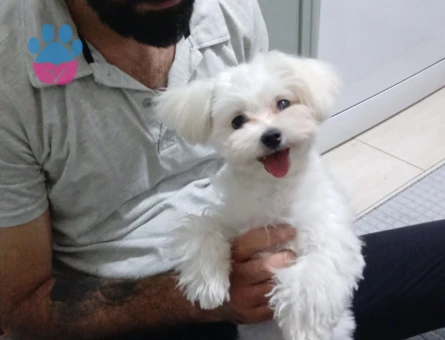 Gelin adayı arıyoruz :)