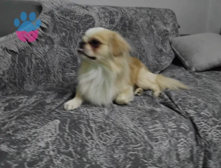 1.5 yasında erkek pekinez için eş arıyoruz