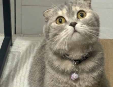 Scottish Fold Kızıma eş arıyorum - 118984811