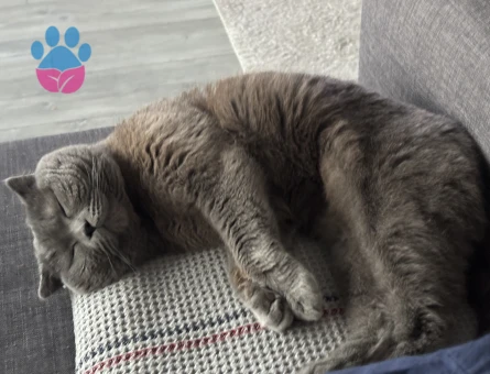 Scottish Fold Oğluma kızgın durumda milli olacak - 118984812