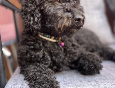Toy Poodle 2 Yaşında Eş Arıyor - 118971571