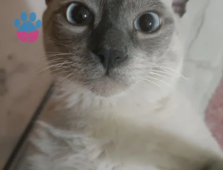 Dişi siyam arıyoruz