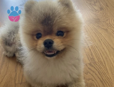 Safkan Pomerian oğluma dişi eş arıyorum