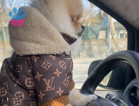 Safkan Pomerian oğluma dişi eş arıyorum