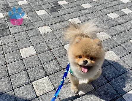 Safkan Pomerian oğluma dişi eş arıyorum