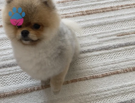 Safkan Pomerian oğluma dişi eş arıyorum