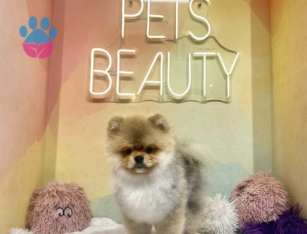 Safkan Pomerian oğluma dişi eş arıyorum